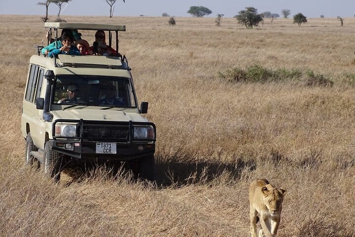 Embrace the exhilaration as lions gracefully stride beside our tour jeeps, their regal demeanor contrasting with the rugged safari vehicles