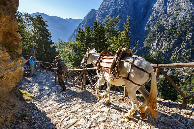 Kreta - Samaria-Schlucht. Von einem Führer geführter Esel. Wird benutzt, um müde Touristen durch die Schlucht zu tragen.