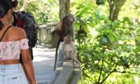 Best of Ubud: Monkey Forest - Swing - Rice Terrace - Temple 2