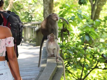 Ubud Adventure Tour: Monkey Forest, Swing, Rice Terraces, Temple