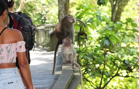 Best of Ubud : Monkey forest – Swing – Rice Terrace – Temple