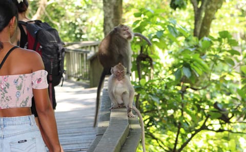 Ubud Adventure Tour: Monkey Forest, Swing, Rice Terraces, Temple
