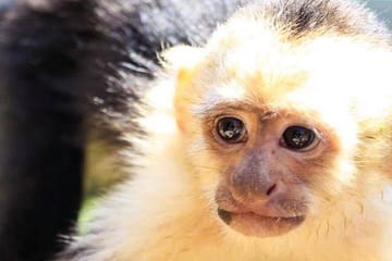 Sloth and Monkey Encounter with City Tour in West End, Honduras