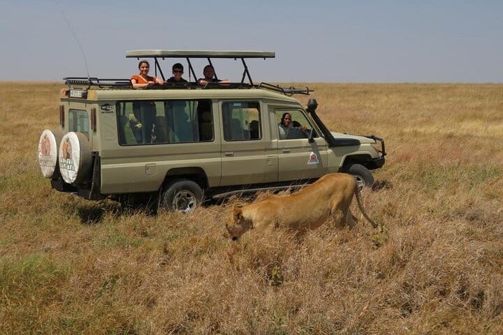 Capture the awe-inspiring sight of lions leisurely lounging next to our tour jeeps, their majestic presence a testament to the untamed beauty of the African wilderness