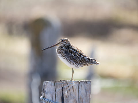 Lake Mývatn birding