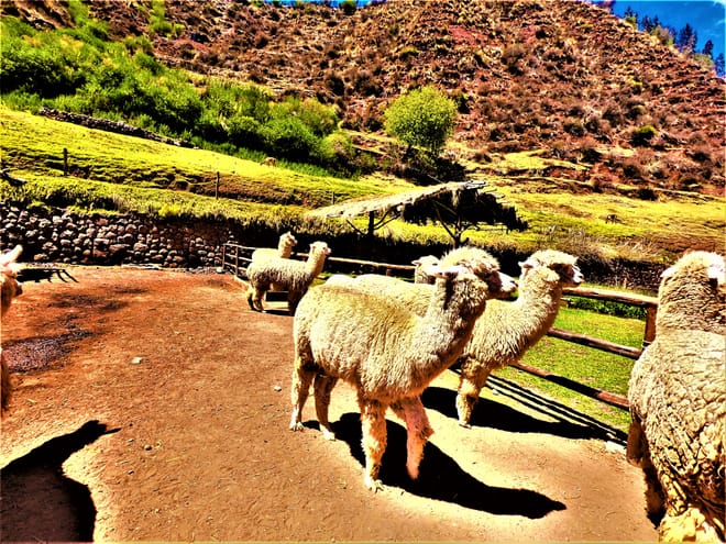 Peru Lima – Cusco – Puno – Arequipa 11 days photo 4