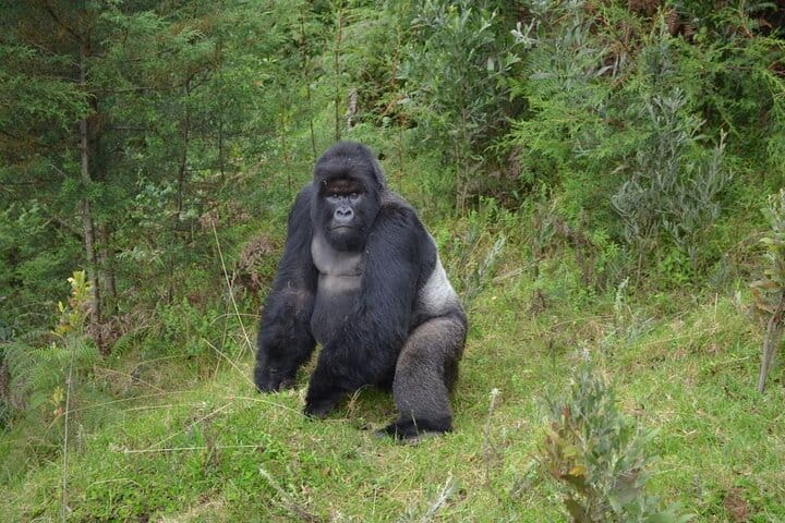 7-Day Private Uganda Chimpanzees and Gorilla Trek Tour from Entebbe