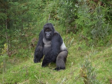 Private 7-Day Gorilla and Chimpanzee Trekking Tour in Uganda