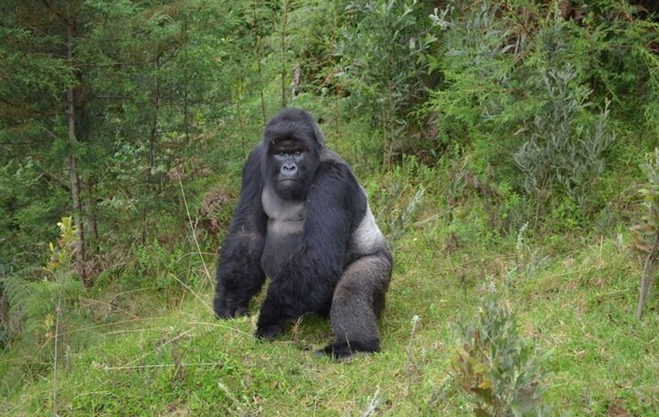 7-Day Private Uganda Chimpanzees and Gorilla Trek Tour from Entebbe