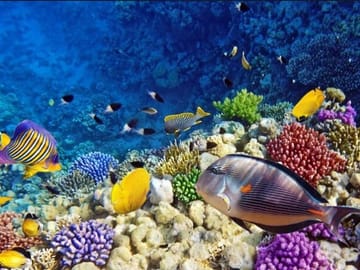 Semi Submarine Tour to Explore Coral Reefs in Sharm El Sheikh