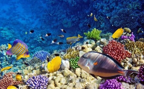 Semi Submarine Tour to Explore Coral Reefs in Sharm El Sheikh