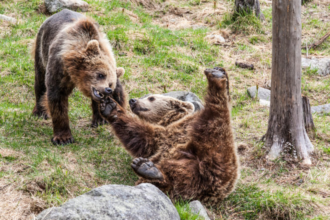 Visit to Ranua Arctic Wildlife Park - Rovaniemi 9