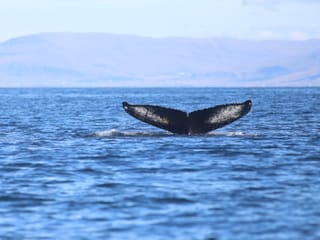 A whale tail appears above the ocean surface during a memorable whale watching tour in Faxaflói Bay, one of Iceland’s best places to see wha
