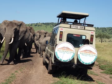 5-Day Tanzania Small Group Safari: Tarangire, Serengeti & Ngorongoro