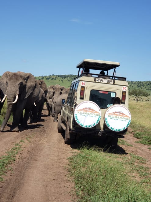 5-Day Tanzania Small Group Safari: Tarangire, Serengeti & Ngorongoro