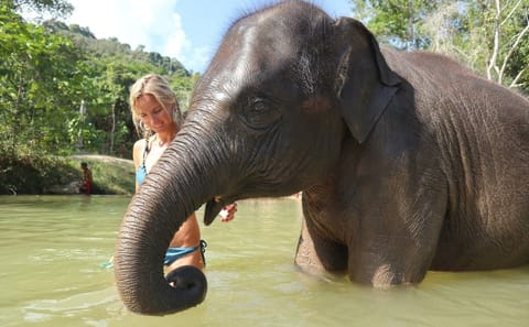 Half-Day Elephant Care Program in Phuket