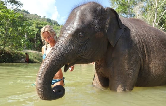 Phuket: Elephant Save & Care Program Tour (Half Day Tour)