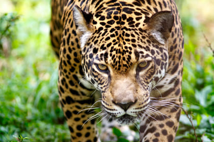 Four-Day Jungle Expedition in Manu National Park, Cusco