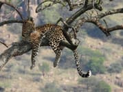 5-Day Tanzania Small Group Safari: Tarangire, Serengeti & Ngorongoro 8