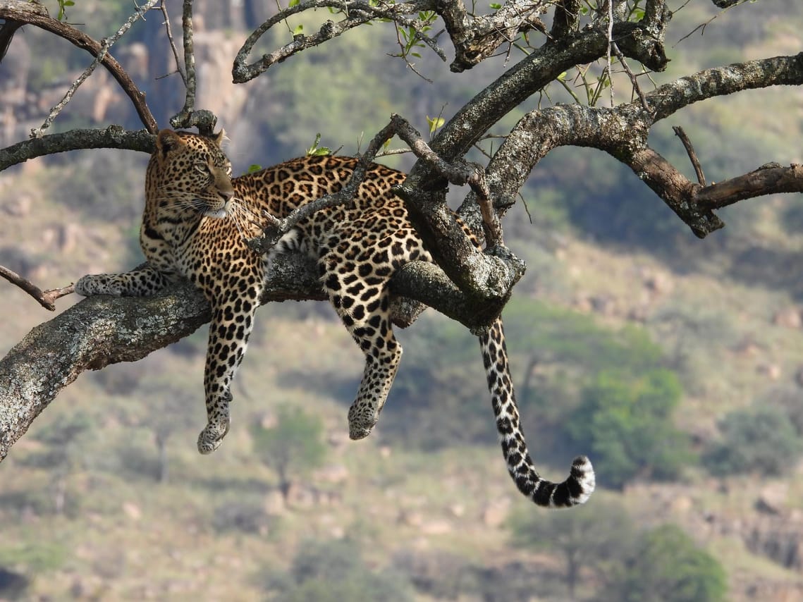 5-Day Tanzania Small Group Safari: Tarangire, Serengeti & Ngorongoro 8