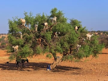 Argan Tree