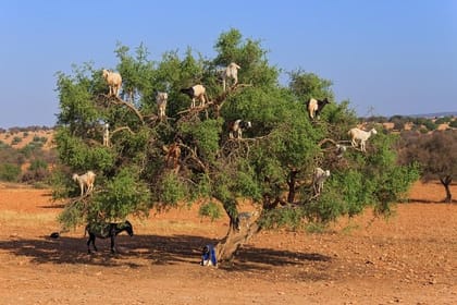 Essaouira Private Day Trip from Marrakech