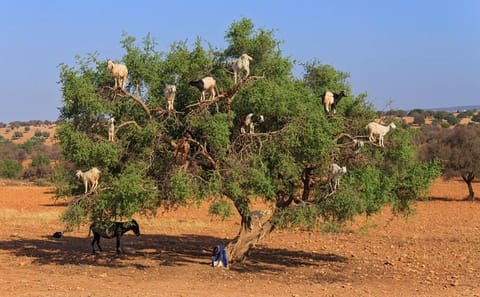 Private Day Trip to Essaouira from Marrakech with Transport