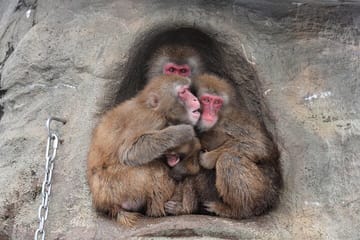 Tokyo to Snow Monkey & Zenkoji Tour