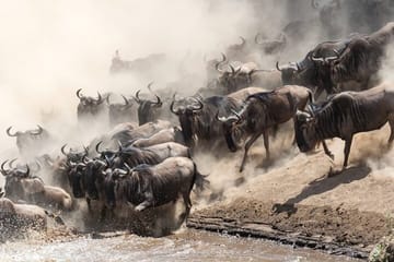 13 Days and 12 Nights Tour in Kenya and Tanzania Safari