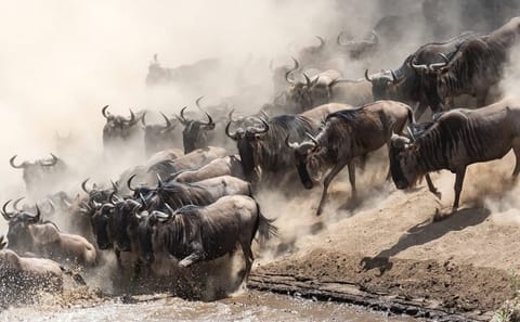 13 Days and 12 Nights Tour in Kenya and Tanzania Safari