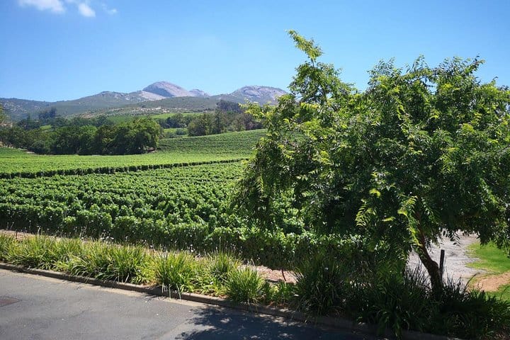 Another beautiful vineyard
