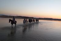 Swimming By Horse in Red Sea, Horse Riding Sea &amp; Desert-Hurghada