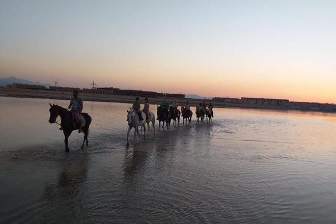 Swimming By Horse in Red Sea, Horse Riding Sea &amp; Desert-Hurghada