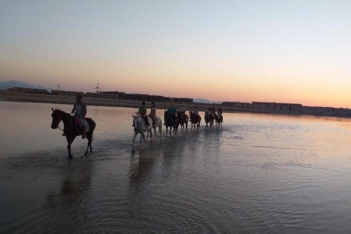 Swimming By Horse in Red Sea, Horse Riding Sea &amp; Desert-Hurghada