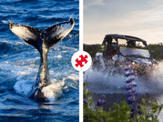 Reykjavík Whales & Buggy 1