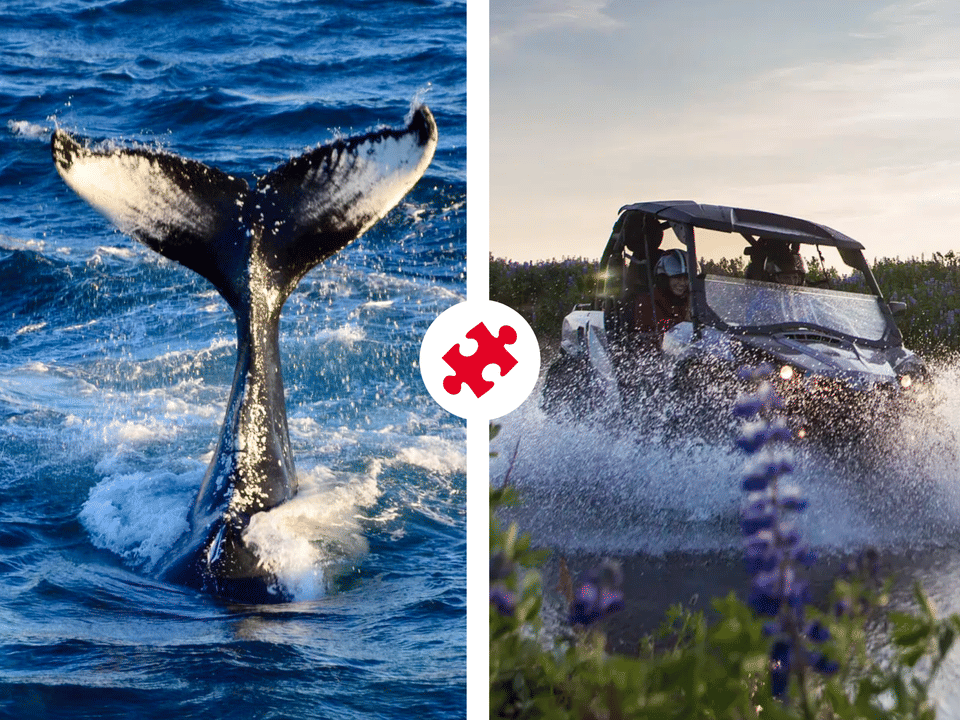 Reykjavík Whales & Buggy — Elding Adventure at Sea