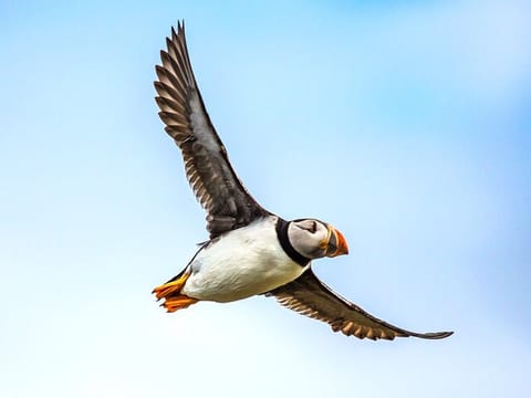 Puffin Tour by RIB Speedboat from Downtown Reykjavik, photo 4