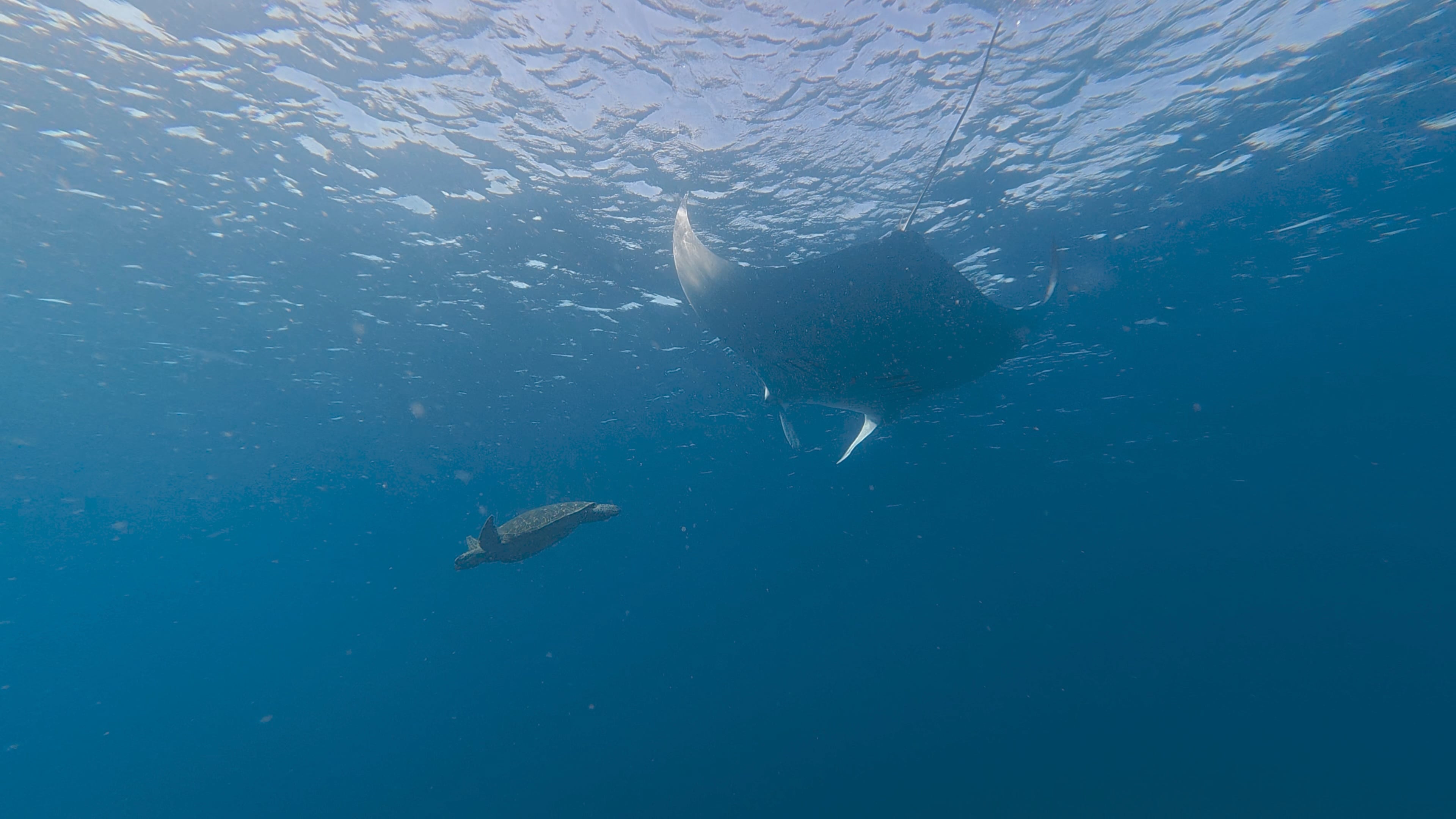 snorkeling spot in Komodo National Park