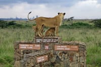 https://media-cdn.tripadvisor.com/media/attractions-splice-spp-720x480/0a/40/3e/7e.jpgking of jungle