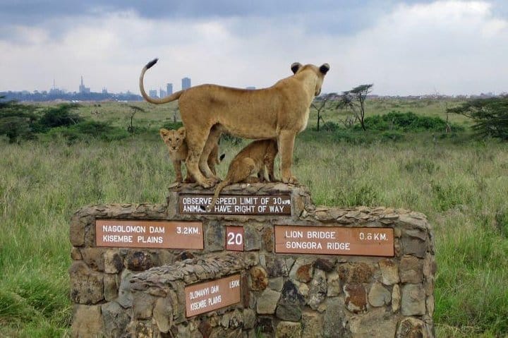 https://media-cdn.tripadvisor.com/media/attractions-splice-spp-720x480/0a/40/3e/7e.jpgking of jungle