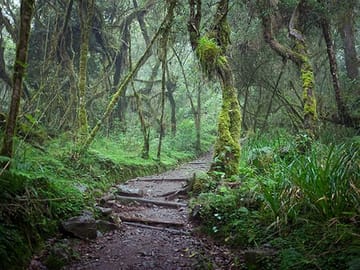 7 Days Kilimanjaro Climb: Umbwe Route