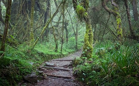 7 Days Kilimanjaro Climb: Umbwe Route
