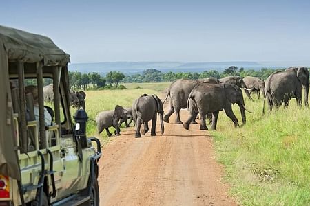 Maasai Mara & Rift Valley Lakes Wildlife Safari Experience