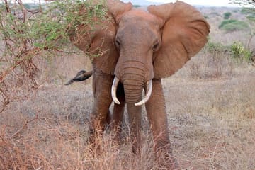 Day Trip – Tsavo East National Park ( Man Eater Lions of Tsavo & Other Big Five)