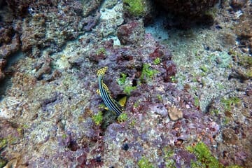 Small Group Snorkeling in Hikkaduwa