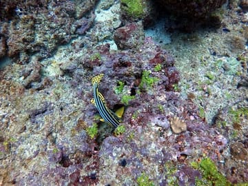 Small Group Snorkeling Tour at Hikkaduwa Coral Reef