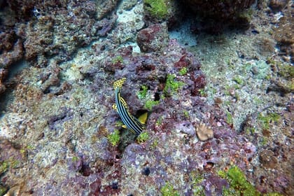 Small Group Snorkeling in Hikkaduwa