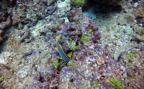 Small Group Snorkeling Tour at Hikkaduwa Coral Reef