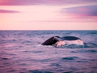 Húsavík: Midnight-Sun Whale Watching, photo 8