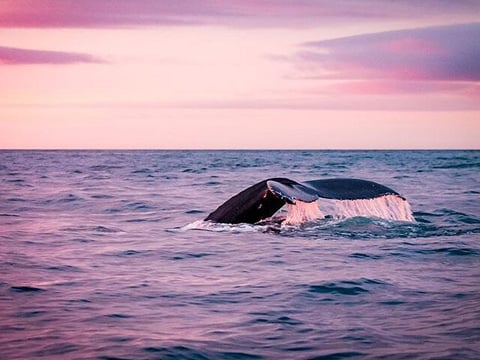 Húsavík: Midnight-Sun Whale Watching, photo 7